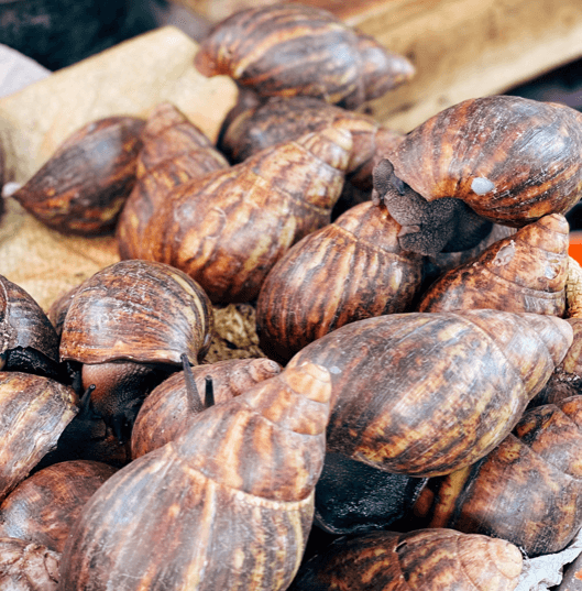 Fresh Frozen Snails - 1 lb (order separately) - Image 3