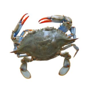 FROZEN BLUE CRAB -1LB (order separately)