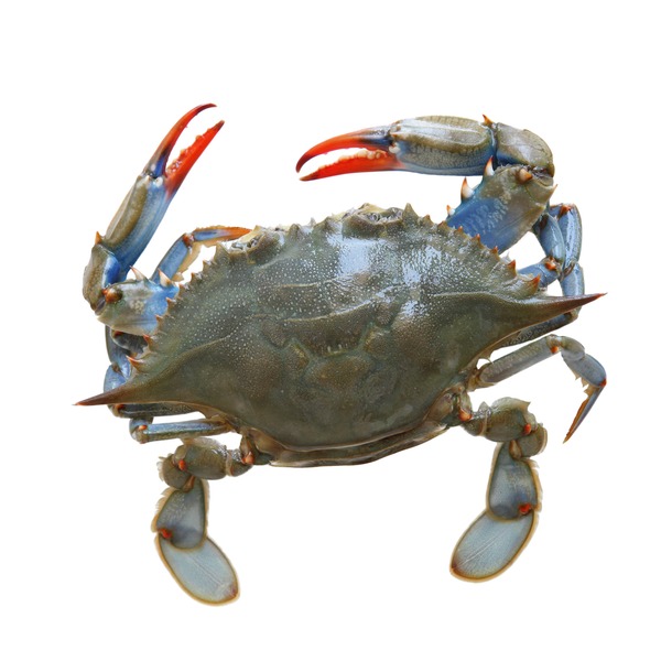 FROZEN BLUE CRAB -1LB (order separately)